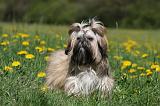 SHIH TZU 239